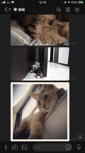 猫